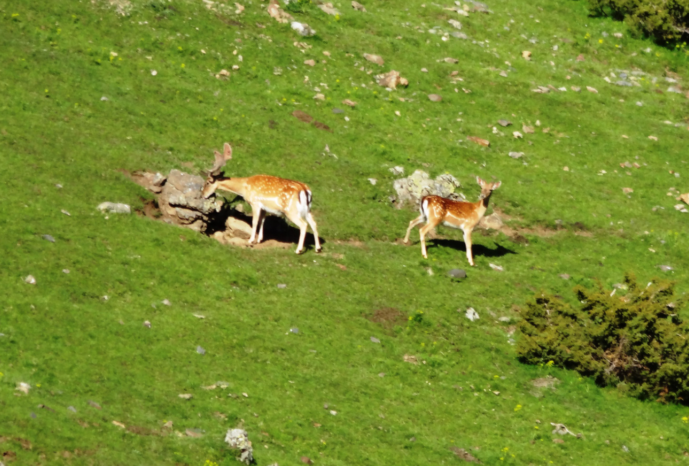 CARROS DE FOC RUTA 2 MONTAÑA 4