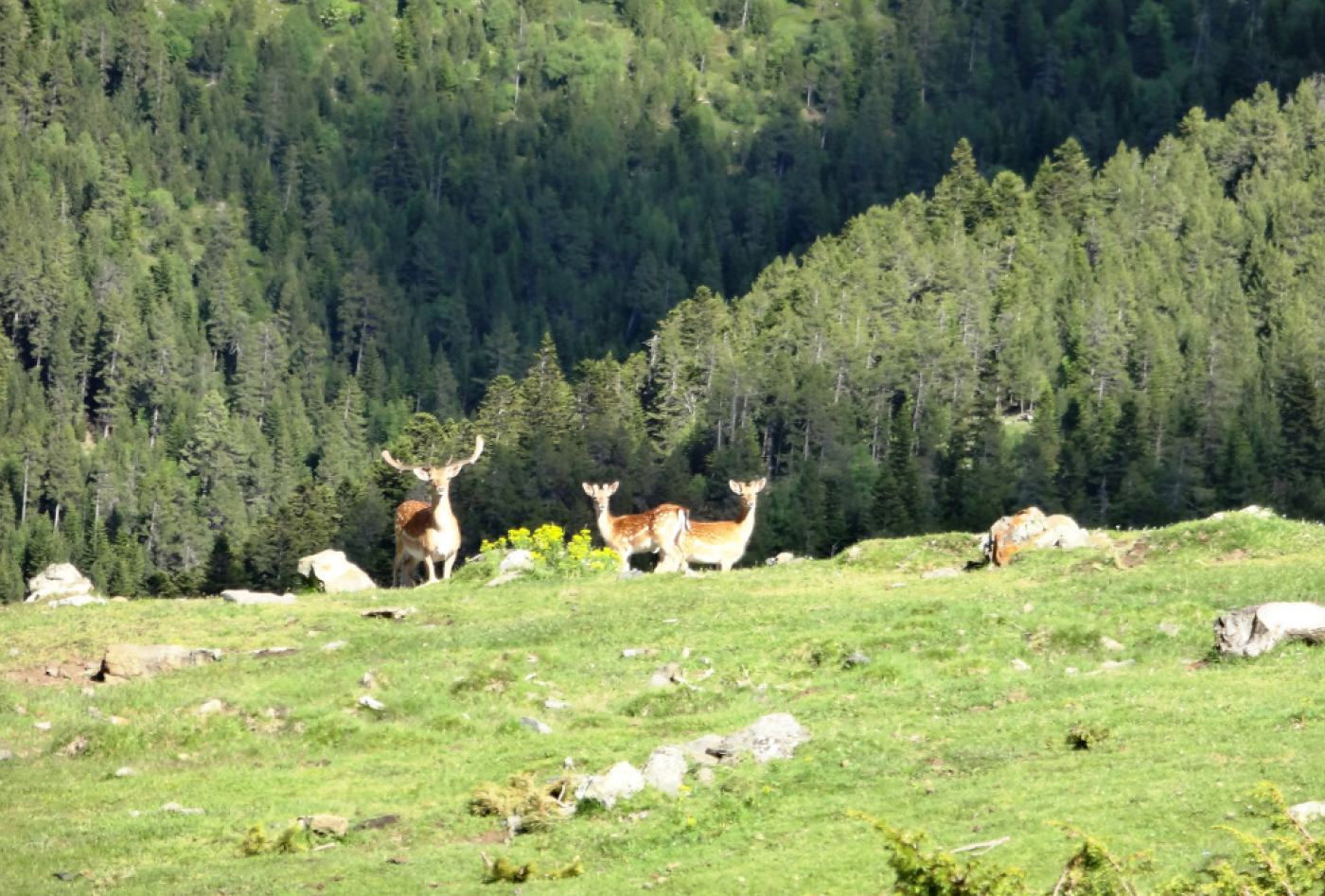 CARROS DE FOC RUTA 2 MONTAÑA 2